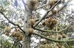Tháo gỡ 'điểm nghẽn' về mã số vùng trồng sầu riêng - Bài 1: Rào cản từ 'tấm hộ chiếu'