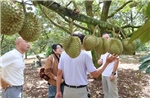 Kiến tạo hệ sinh thái sầu riêng, nâng tầm giá trị 'vua trái cây'