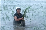 Ảnh hưởng bão số 4: Hưng Yên có hơn 3.600 ha lúa bị ngập úng