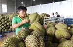 Siết chất lượng, minh bạch nguồn gốc sầu riêng xuất khẩu