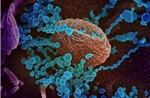 Thí nghiệm trên chuột đực cho thấy ảnh hưởng của virus SARS-CoV-2 đến thế hệ sau