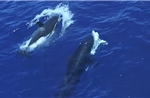 Video cá voi sát thủ liên tiếp săn cá mập trắng