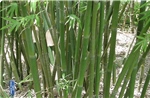 Trung Quốc tìm ra ‘vũ khí’ mới để chặn sa mạc hóa