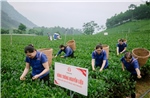 Người dân trồng chè La Bằng (Thái Nguyên) vui niềm vui an cư