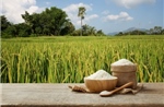 Tưới ngập khô xen kẽ, giải pháp giảm phát thải khí mê-tan trong canh tác lúa nước
