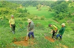 Tuyên Quang trồng mới 13.798 ha rừng tập trung&nbsp;