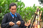 Tiếng khèn Mông ấm lòng của người nghệ nhân tâm huyết trên đỉnh Pú Súa