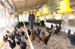 Hiệu quả kinh tế từ mô hình nuôi gà H’Mông tại Thái Nguyên 