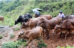 Thoát nghèo nhờ nguồn lực hỗ trợ từ các Chương trình mục tiêu quốc gia
