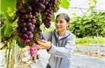 Phụ nữ vùng cao 'cầm tay chỉ việc' giúp nhau vươn lên