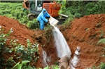 Tuyên Quang: Dịch tả lợn châu Phi được kiểm soát, khuyến cáo không tái đàn ồ ạt