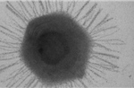 Phát hiện chủng virus mới ẩn nấp ở nơi sâu nhất thế giới