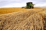 Nga đưa ra quy định thanh toán mới đối với mặt hàng ngũ cốc