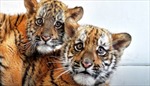 Trung Quốc mở ‘trường mầm non’ dành cho hổ