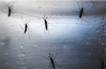 Số ca nhiễm virus Tây sông Nile gia tăng khắp châu Âu
