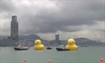 Cặp vịt cao su khổng lồ lan tỏa niềm vui ở Hong Kong