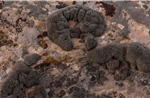 Các nhà khoa học phát hiện rêu sa mạc có thể sống sót trên sao Hỏa