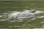Sinh vật bí ẩn giống quái vật hồ Loch Ness bất ngờ xuất hiện trên sông Thames