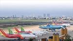 Khuyến cáo hành khách vận chuyển mai đào qua đường hàng không dịp Tết 