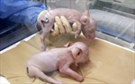 Công ty Nhật Bản tạo ra lợn có nội tạng phù hợp cấy ghép cho người