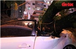 Hà Nội: Mưa kèm gió lớn khiến cây đổ đè lên nhiều ô tô