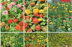 Hồ Gươm vào thu với nắng vàng, gió mát, hoa khoe sắc hương