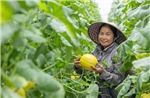 Nâng cao năng lực kinh doanh trực tuyến cho doanh nghiệp do phụ nữ làm chủ