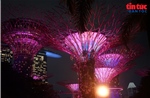 Đêm rực rỡ dưới những ‘siêu cây khổng lồ' ở Singapore