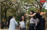 Hoa ban nở trắng phố phường, giới trẻ Hà Nội rộn ràng 'check-in'