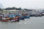 Hướng dẫn tàu thuyền các loại vào trú ẩn an toàn