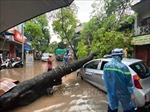 Hà Nội: Mưa lớn gây ngập, cây đổ đè bẹp ô tô