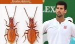 Loài bọ cánh cứng được đặt theo tên tay vợt Novak Djokovic
