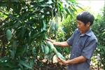 Khuyến cáo người trồng cây ăn trái Đồng Nai ứng phó mưa trái mùa