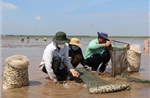 Tìm hướng đi cho nghêu nước sâu