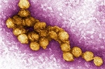 Hy Lạp tăng cường ứng phó khi số ca nhiễm virus Tây sông Nile tăng cao