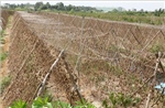 Long An có gần 20.000 ha cây trồng nguy cơ bị ảnh hưởng