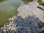 Lấy mẫu xét nghiệm tìm nguyên nhân cá chết ở hồ Bàu Sen, Bình Định