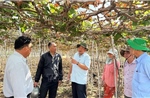 Ninh Thuận: Tập trung cứu hàng trăm ha cây trồng bị khô hạn