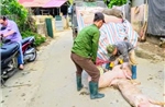 Bắc Kạn: Xác minh thông tin thu mua lợn bệnh dịch tả lợn châu Phi
