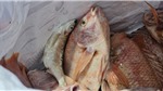 Cá nuôi lồng bè trên sông Vĩnh Điện (Quảng Nam) chết hàng loạt
