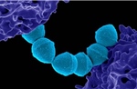 Các ca nhiễm liên cầu khuẩn tăng lên mức cao kỷ lục tại Nhật Bản