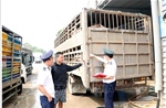 Một ngày phát hiện hai vụ vận chuyển động vật vi phạm quy định an toàn dịch bệnh