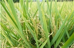 Thanh Hóa: Nhiều diện tích lúa bị mất trắng do không kết hạt