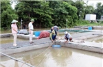 Ứng phó bão số 3: Hải Phòng chủ động bảo vệ sản xuất nông nghiệp
