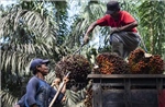 Thuế quan của Mỹ: Indonesia được miễn trừ thuế dầu cọ, cacao và cao su
