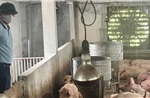 Hà Nội: Kiểm soát không để dịch tả lợn châu Phi lan rộng