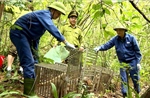Hàng chục cá thể động vật hoang dã được thả về rừng