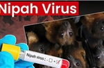Tăng cường giám sát, phòng chống nguy cơ xâm nhập bệnh do virus Nipah