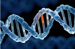 Mối liên hệ giữa gene gây dậy thì sớm và nguy cơ ung thư     