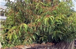 Cao Bằng: Gần 500 ha cây trồng bị châu chấu lưng vàng gây hại